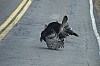DSC_0132.jpg
