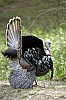 DSC_0132.jpgb.jpg