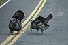 DSC_0133.jpg