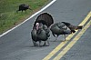 DSC_0134.jpg