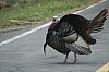 DSC_0136.jpg