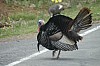 DSC_0137.jpg