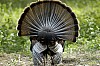 DSC_0137.jpgb.jpg
