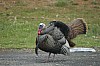 DSC_0138.jpg