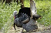 DSC_0141.jpgb.jpg