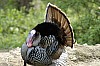 DSC_0148.jpgb.jpg