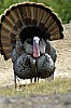 DSC_0154.jpgb.jpg