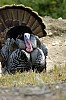 DSC_0155.jpgb.jpg