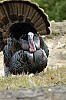 DSC_0156.jpgb.jpg