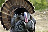 DSC_0158.jpgb.jpg