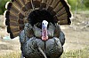 DSC_0159.jpgb.jpg