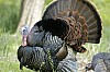 DSC_0163.jpgb.jpg