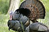 DSC_0164.jpgb.jpg