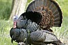 DSC_0165.jpgb.jpg