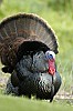 DSC_0170.jpgb.jpg