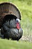DSC_0171.jpgb.jpg