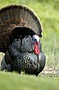 DSC_0172.jpgb.jpg