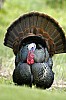 DSC_0177.jpgb.jpg