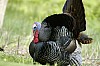 DSC_0179.jpgb.jpg