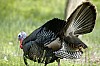 DSC_0182.jpgb.jpg