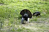 DSC_0195.jpgb.jpg