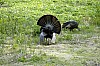 DSC_0196.jpgb.jpg