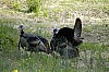 DSC_0206.jpgb.jpg