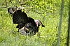DSC_0219.jpgb.jpg