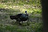 DSC_0227.jpgb.jpg