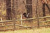 Fall0021.jpg