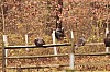 Fall0026.jpg