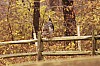 Fall0031.jpg