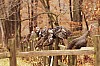 Fall0039.jpg