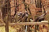 Fall0042.jpg