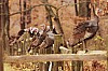 Fall0043.jpg